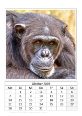 Oktober_Schimpanse.pdf